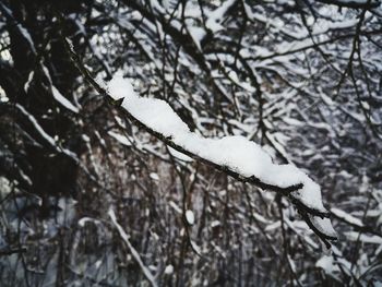 Close-up of frozen plant on snow covered land