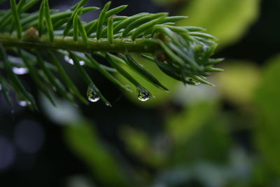 Close-up of raindrops on leaf