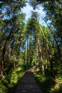 Footpath amidst pine trees in forest