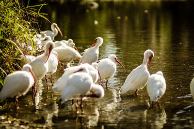 Flock of ducks in lake