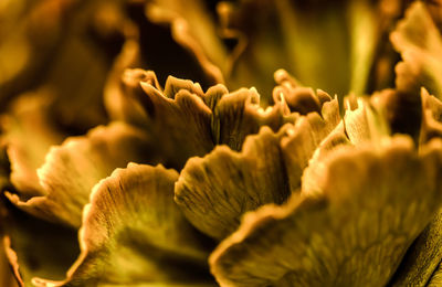 Full frame shot of orange flowers