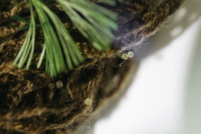 Close-up of insect on tree trunk