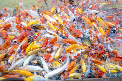 View of koi carps swimming in lake