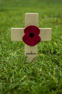 Close-up of red flower on field