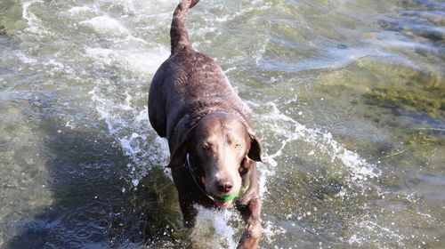 Dog playing in lake