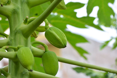 Close-up of fresh green leaves