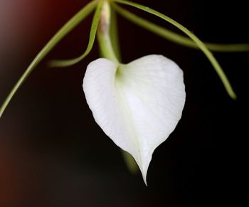 Close-up of white flower blooming against black background