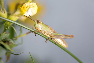 Close-up of insect on plant