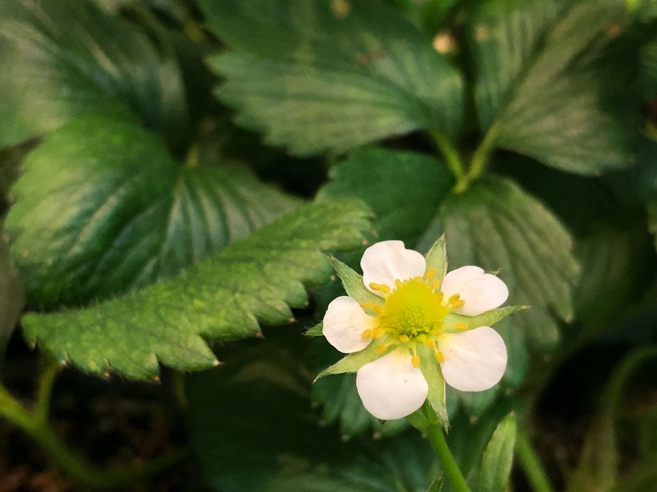 CLOSE-UP OF FLOWERING PLANTS