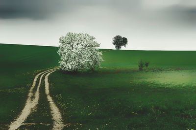 Scenic view of field against sky