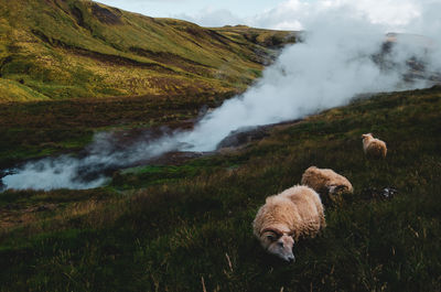 View of sheep on land