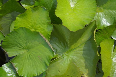 Full frame shot of fresh green leaves