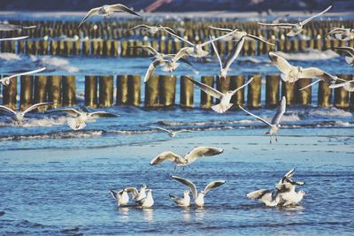 Seagulls over the baltic sea in ustka, poland