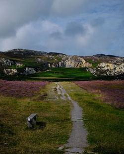 View of sheep on landscape against sky