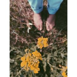 Close-up of woman holding flowers