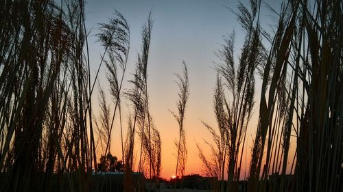 Close-up of silhouette trees against sky at sunset