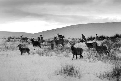 Sheep grazing on field