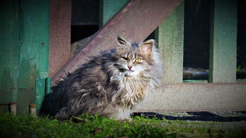 Cat sitting on field by fence