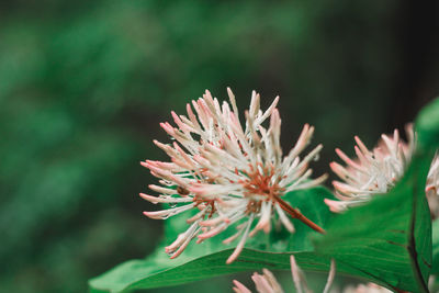 Close-up of flowering plant