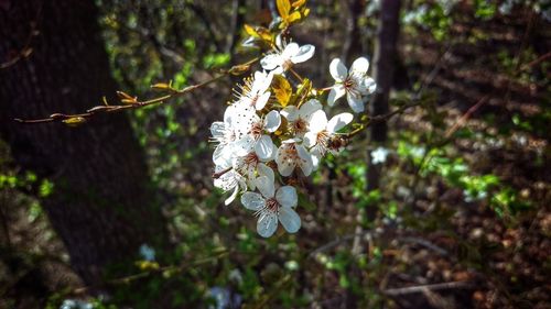 Close-up of white cherry blossom tree