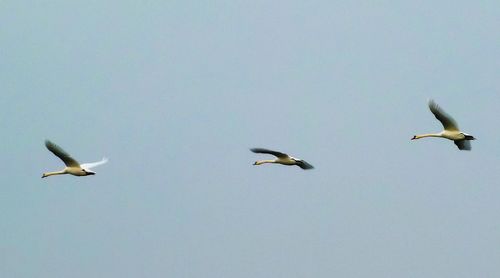 Bird flying over white background