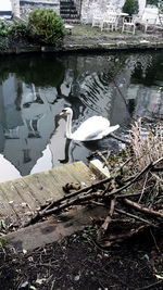 Swans by lake