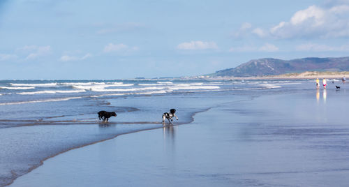 Dogs running at sea shore against sky