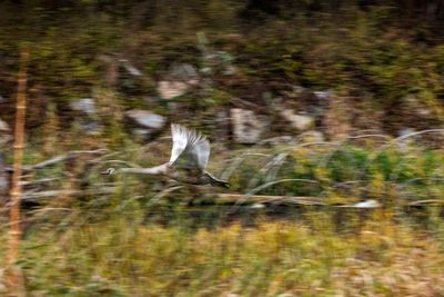 View of a bird flying over water
