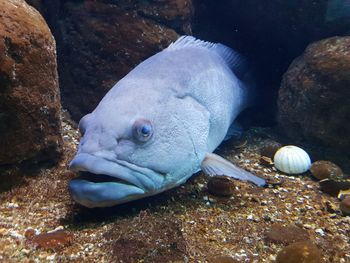 Close-up of fish swimming in sea
