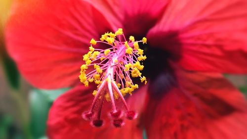 Close-up of red flower blooming outdoors