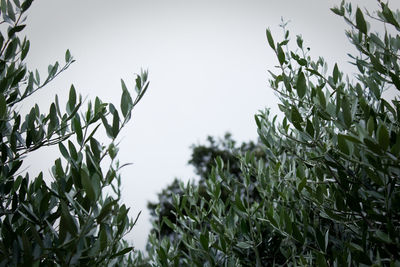 Low angle view of plants against sky