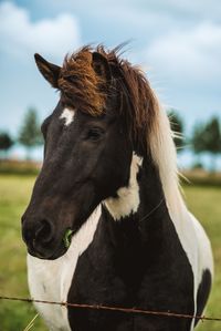 Close-up of horse on field against sky