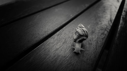 High angle view of snake on table