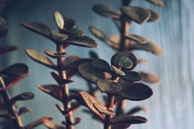 Close-up of berries on plant