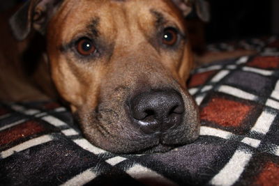 Lazy dog on bed