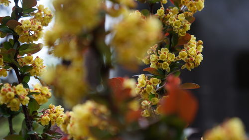 Close-up of yellow flowering plant