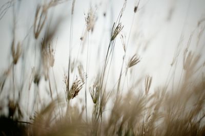 Close-up of stalks in field