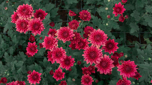 Close-up of pink flowering plants