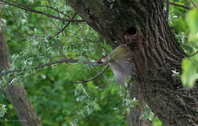 Bird perching on tree trunk