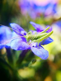 Close-up of insect on flower