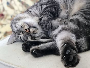 High angle view of cat sleeping