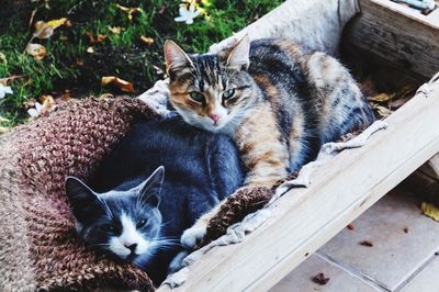Portrait of cats relaxing on wood
