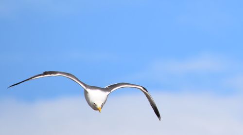 Low angle view of seagull flying in sky