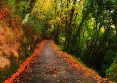 Road amidst trees in forest