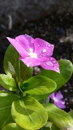 Close-up of pink flowers