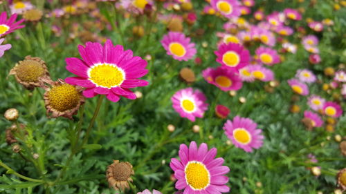 Close-up of pink flowers blooming outdoors