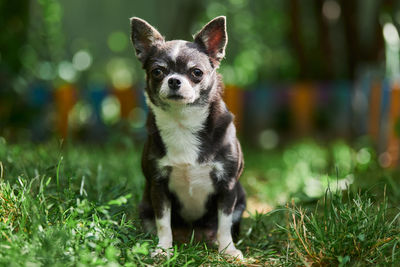 Chihuahua puppy, little dog in garden. cute small doggy on grass. short haired chihuahua breed