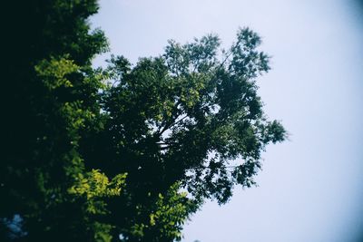 Low angle view of trees against clear sky