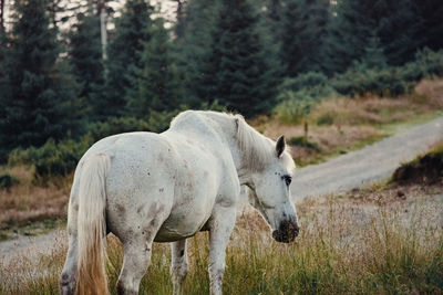 Horse standing in a field during autumn sunset