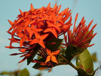 Close-up of red flowers blooming against sky